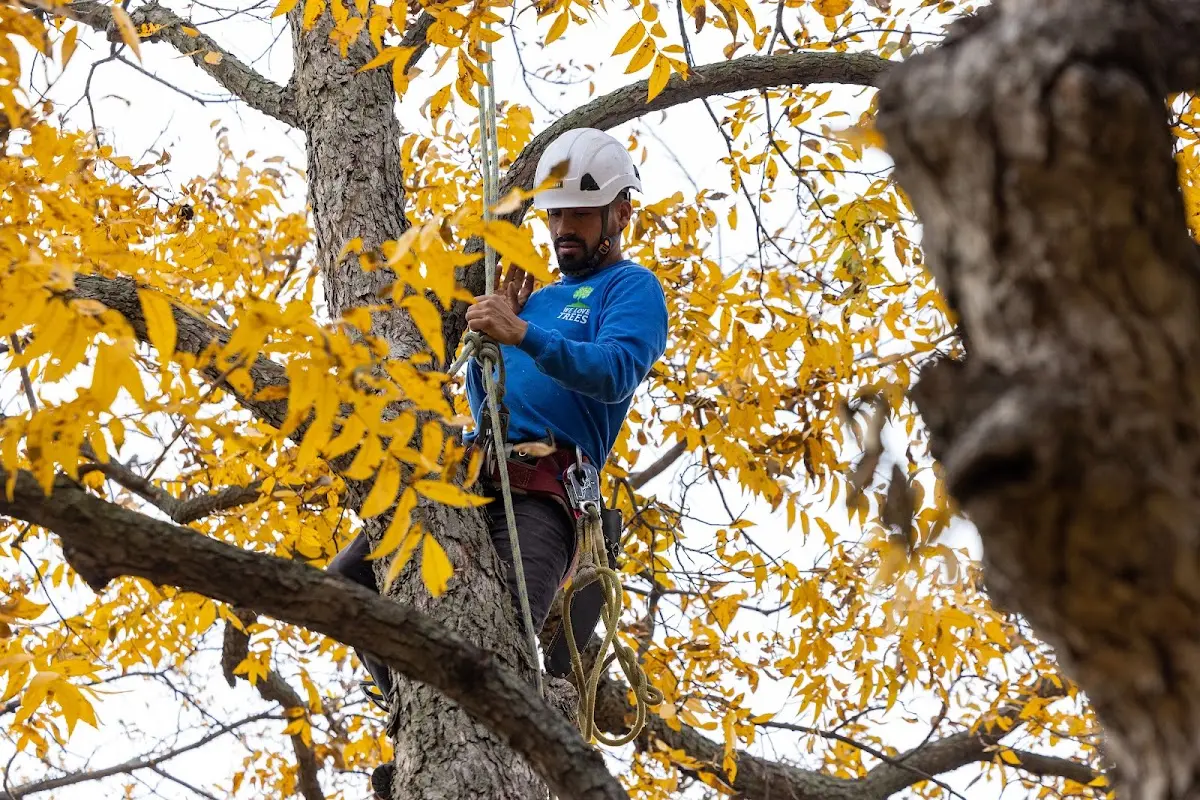 Skilled Tree Pruning crew working in Cobbs Creek